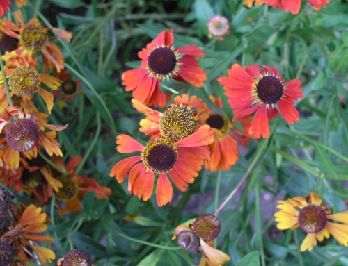 A Family Garden in Belsize Park